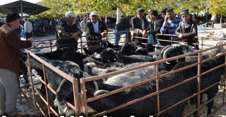 Acıpayam Canlı Hayvan Pazarı Kapatıldı